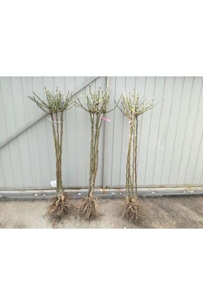 Роза Луна Трендсеттер на штамбе - саженец голый корень